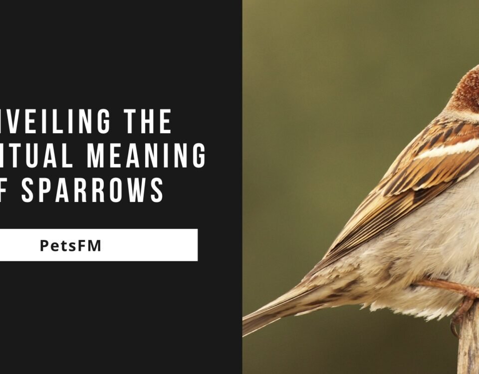 Exploring the Spiritual Meaning of Sparrows